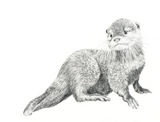 CARTE DE SOUHAIT / BÉBÉ LOUTRE / LE NID ATELIER