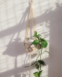 COFFRET CRÉATIF / JARDINIERE POUR PLANTE EN PERLES DE BOIS / BRIN BRUN