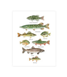 AFFICHE LES POISSONS D'EAU DOUCE - MARIE-ÈVE ARPIN