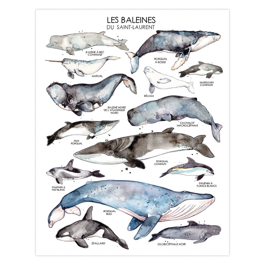 AFFICHE LES BALEINES DU ST-LAURENT - MARIE-ÈVE ARPIN