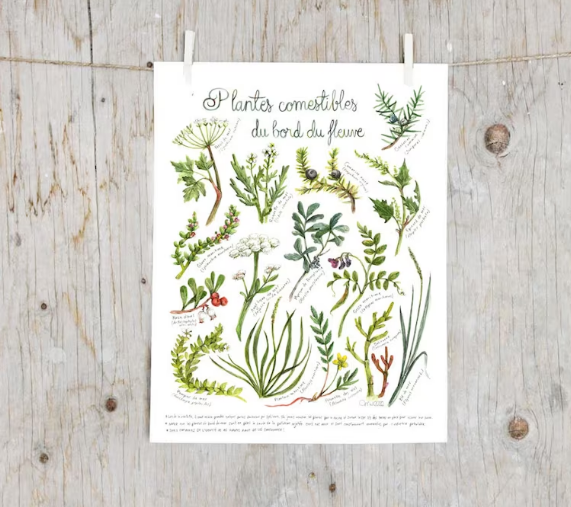 PLANTES COMESTIBLES DU BORD DU FLEUVE / ILLUSTRATION / MATHILDE CINQ-MARS