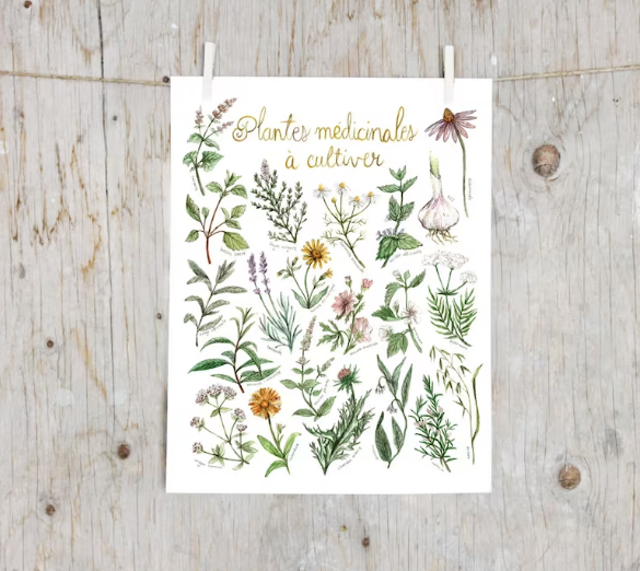 PLANTES MEDICINALES À CULTIVER / ILLUSTRATION / MATHILDE CINQ-MARS