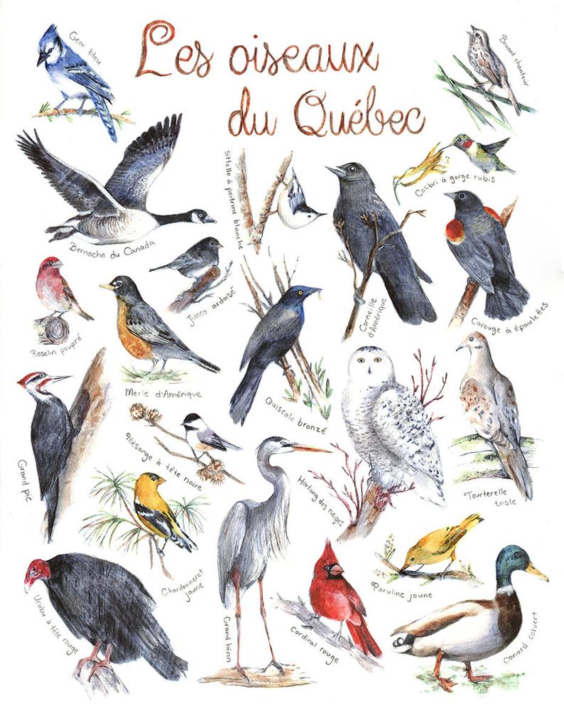 CARTE DE SOUHAIT / OISEAUX DU QUÉBEC / MATHILDE CINQ-MARS