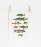 AFFICHE LES POISSONS D'EAU DOUCE - MARIE-ÈVE ARPIN