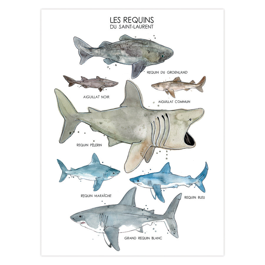 AFFICHE LES REQUINS DU ST-LAURENT - MARIE-ÈVE ARPIN