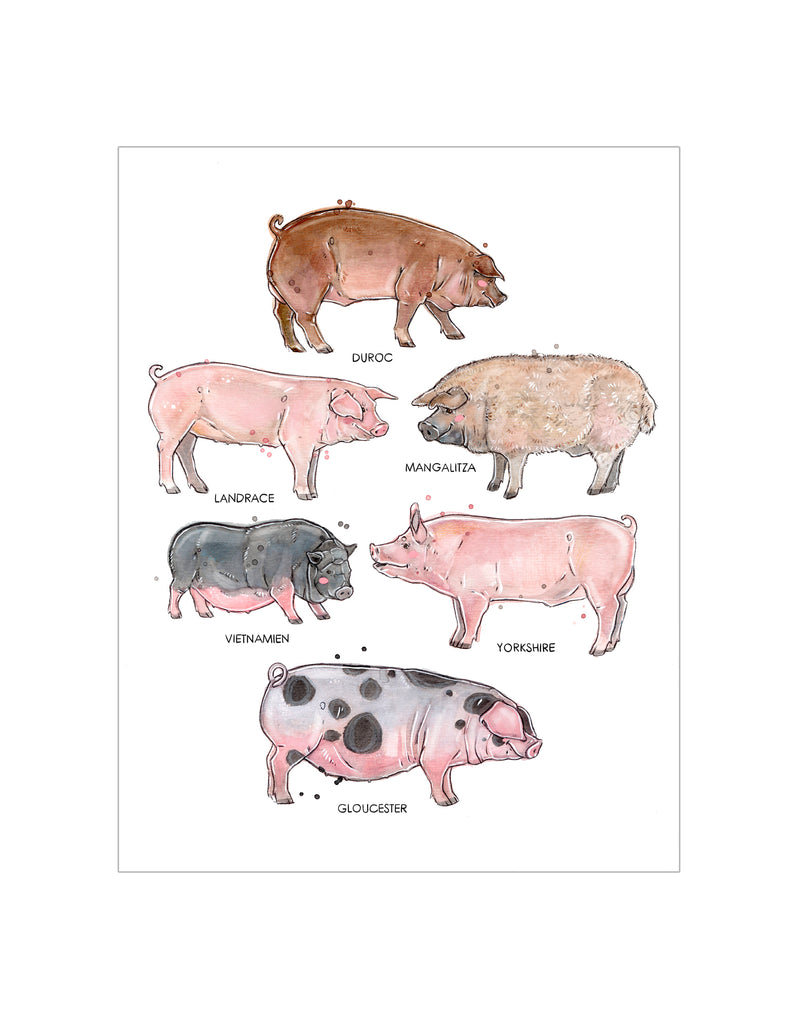 Les Races de Cochons - MARIE-ÈVE ARPIN