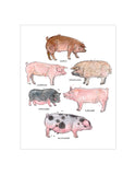 Les Races de Cochons - MARIE-ÈVE ARPIN