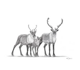 ILLUSTRATION / CARIBOUS FAMILLE / LE NID ATELIER