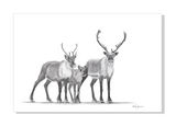 ILLUSTRATION / CARIBOUS FAMILLE / LE NID ATELIER