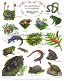 AFFICHE ÉDUCATIVE 8X10 - LES AMPHIBIENS ET LES REPTILES / CATHERINE PLANTE ARTISTE