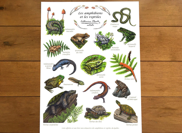 AFFICHE ÉDUCATIVE 8X10 - LES AMPHIBIENS ET LES REPTILES / CATHERINE PLANTE ARTISTE