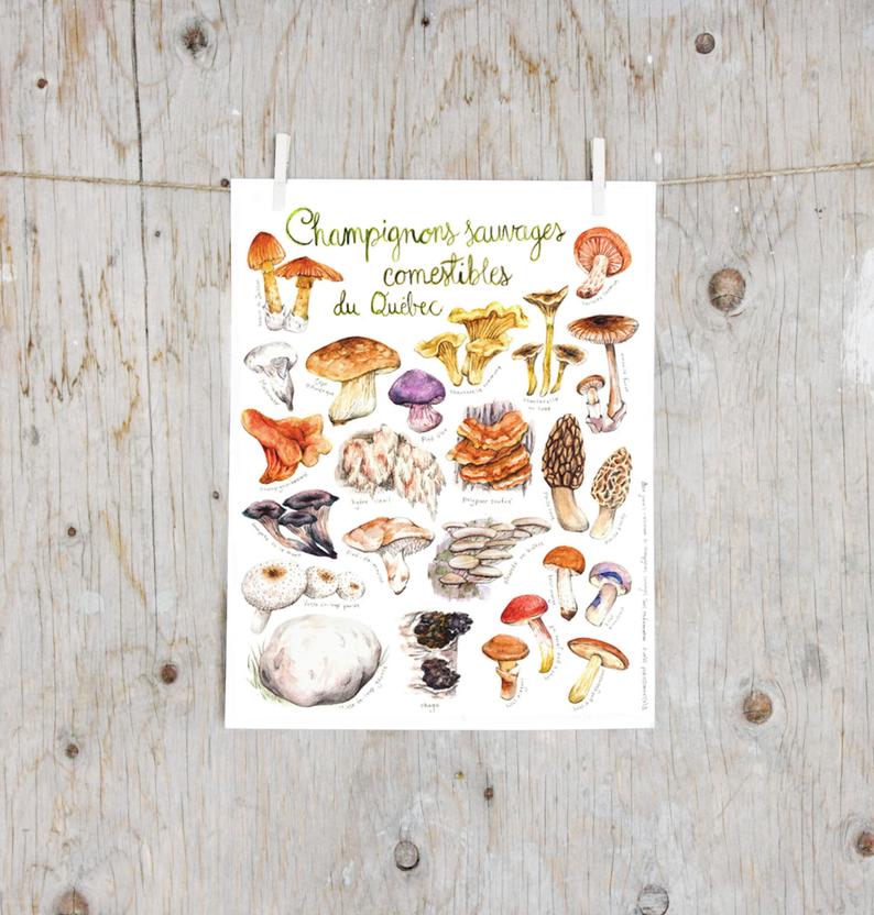 CHAMPIGNONS SAUVAGES / ILLUSTRATION / MATHILDE CINQ-MARS