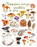 CHAMPIGNONS SAUVAGES / ILLUSTRATION / MATHILDE CINQ-MARS