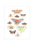 Les Papillons de NUIT - AFFICHE - MARIE-ÈVE ARPIN