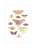 Les Papillons de NUIT - AFFICHE - MARIE-ÈVE ARPIN